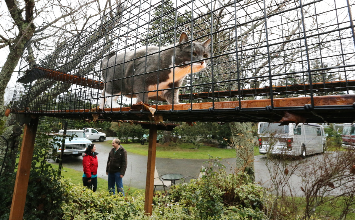 Outdoor havens are the cat s meow Victoria Times Colonist
