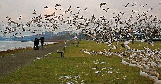 snow geese