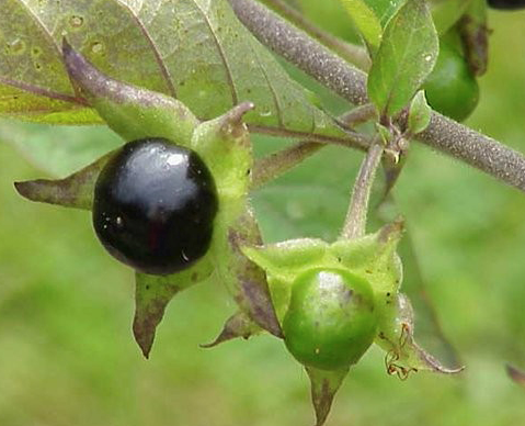 nightshade