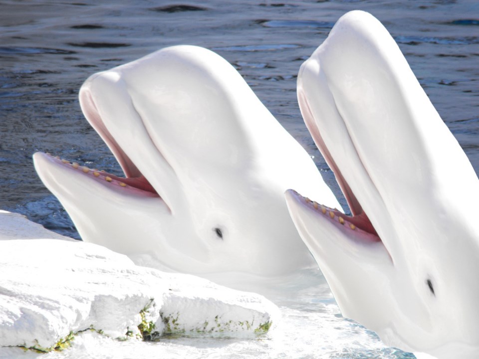 whales