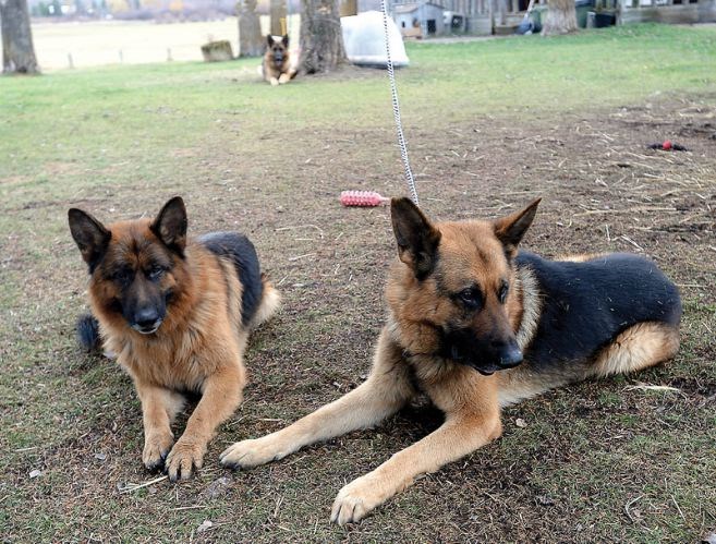 dogs-at-equine-rescue.31.jpg