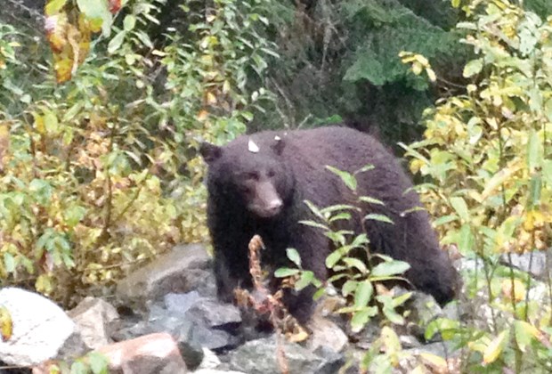 bear