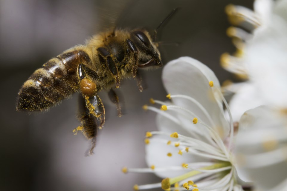 Bee pollinating