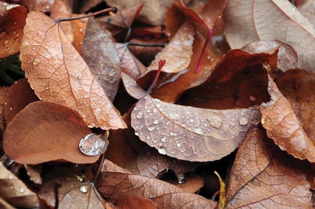 Fall garden tasks abound