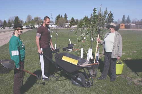 The Yorkton Alliance Church held a tree and shrub planting event this past Saturday at the Community Garden allowing interested participants to bring willing hands and shovels. The trees were purchased with the promise of a Tree Canada Grant for $3000.
