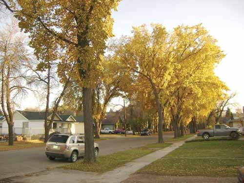 There are many things synonymous with Thanksgiving Day in Canada, gathering with family, turkey, stuffing, sweet potatoes and pumpkin pie. But there is also the beauty of fall, a time when colours move from green to wonderful shades of red, brown, orange and combinations in between. Drive down any city street right now and you see the beauty of fall. But enjoy it now, for soon those same streets will be blanketed in the white of winter.