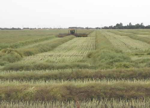 The 2013 harvest progresses well in East Central Saskatchewan thanks to near ideal weather. Both swathing, seen here as a canola crop goes down, and combining are moving forward steadily. Provincially, nearly 15 per cent of crop acres are already in the bin. The forecast for the next several days is for sunny weather, which will keep farmers busy with the  harvest.
