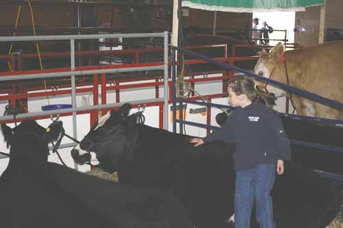 The 20th Annual 4-H Spring Steer & Heifer Show was held in the Agripavilion in Yorkton on the weekend. 4-H members took part in three days of competitions and workshops.The event attracted more than 200 calves and with more than 30 clubs participating, making it one of the largest shows for 4-H beef in the province.