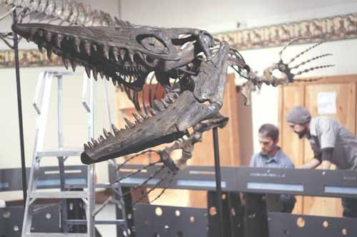 Marlon Janzen, left, and Jon Runolfson from the Royal Saskatchewan museum install the exhibit &#8220;Omaciw - Hunter of the Prairie Sea&#8221; at the Western Development Museum December 16. The exhibit, which officially opens tomorrow features the skeleton of a 10-metre long Tylosaurus discovered along the south shore of Lake Diefenbaker in 1994 nicknamed Omaciw (Cree for Hunter).