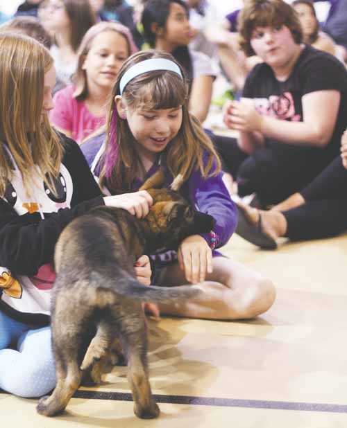 Columbia School had a special visit from a VIP (very important puppy) June 13 courtesy of their upper classmate Caleb Mysko. Mysko won a nationwide contest to name the RCMP&#8217;s newest trainee with the moniker Fraser. Fraser, just nine-weeks-old, thrilled the students at Columbia. Fraser now faces up to two years of training to become a full-fledged constable.