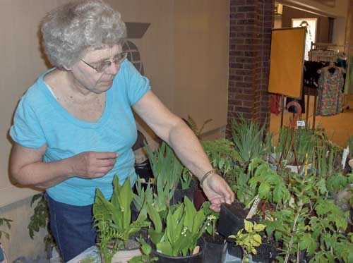 Winnie Garbutt of the Yorkton Horticultural Society fills the table display at Saturday&#8217;s Spring Plant and Bulb sale held in Parkland Mall. Money raised from sales will go to support club activities such as providing plants to local nursing homes, as well as start-up funds for kindergarten class flower beds. Former president of the Horticultural Society, Ed Sek offered up some advice for beginner gardeners, &#8220;Talk to your neighbours, talk to other local gardeners. See what works well in your area.&#8221;