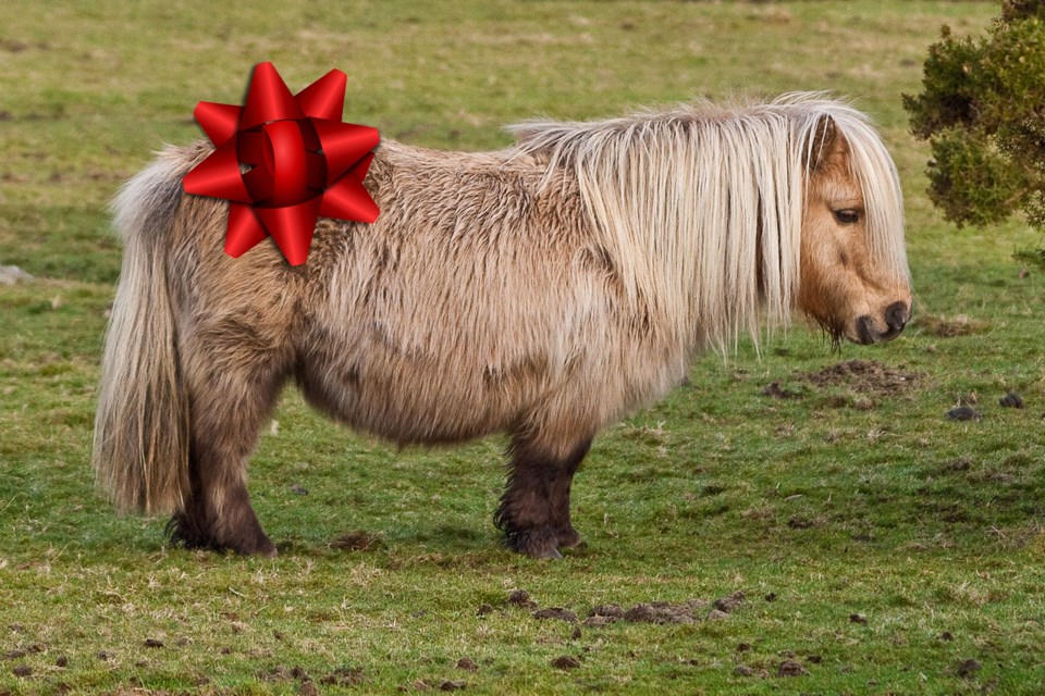 pony