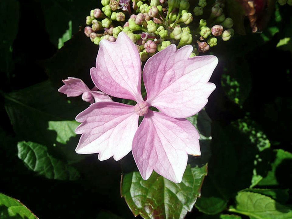 flower