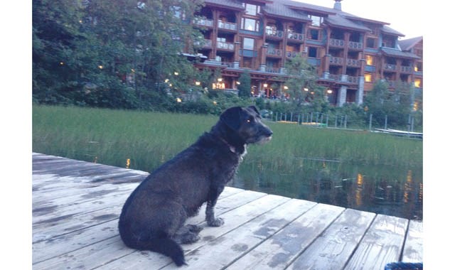 Hershey relaxes on the lodge’s private dock at dusk, scanning the lake’s glass-like surface for signs of fish.