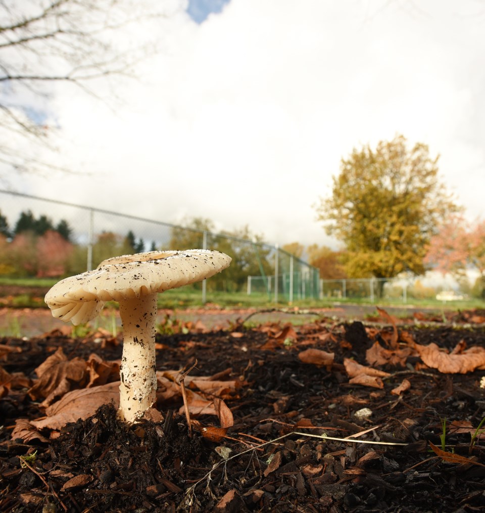 mushroom