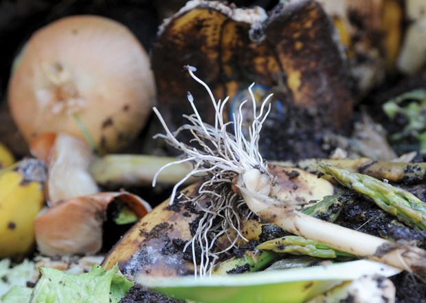 Busting fall gardening myths