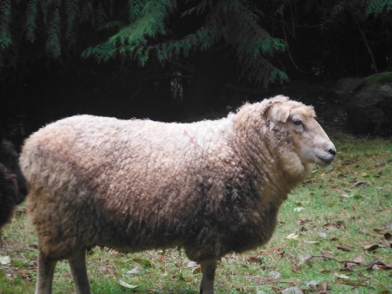 sheep