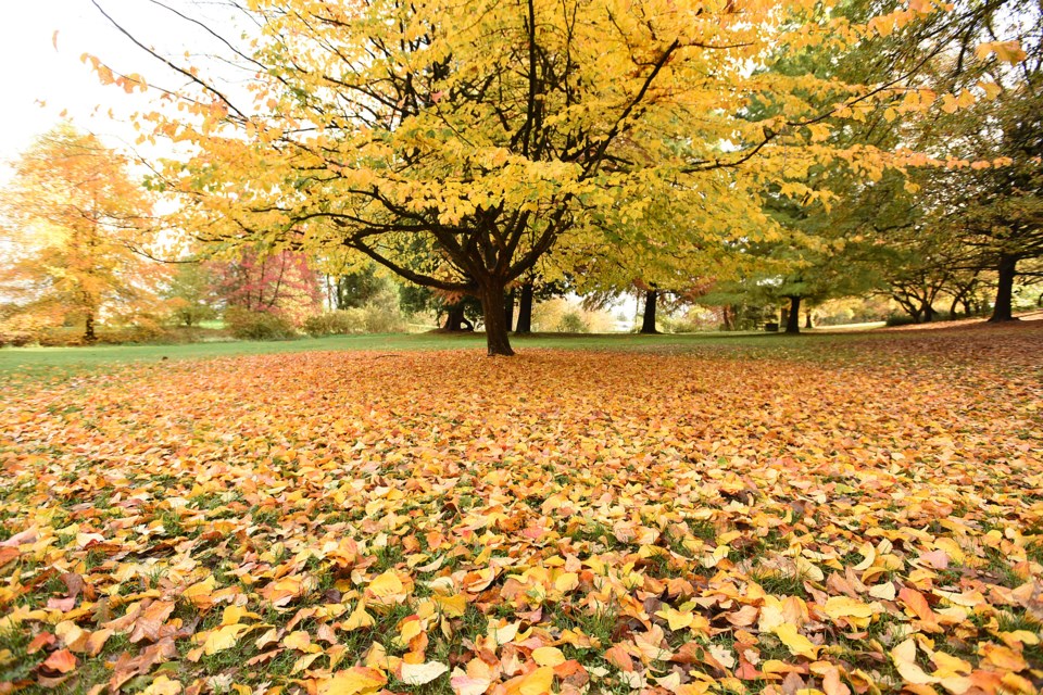 Beautiful colours adorn the trees and grounds at Queen Elizabeth Park. Photo Dan Toulgoet