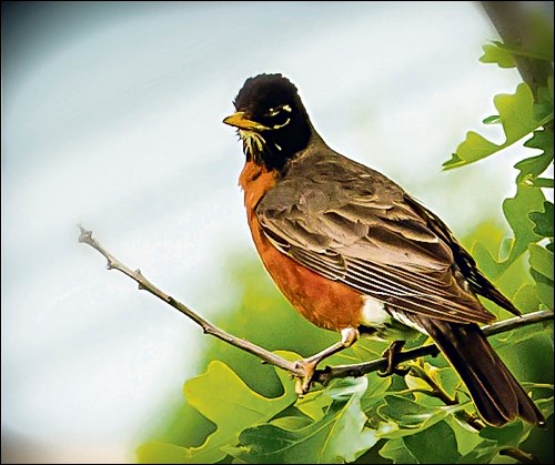 It took an hour of patient waiting, but this young robin finally sat still and posed nicely for a portrait.
