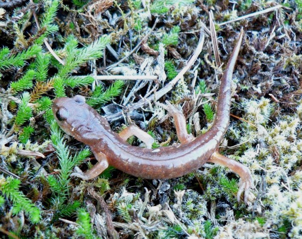 Lungless Salamander.jpg