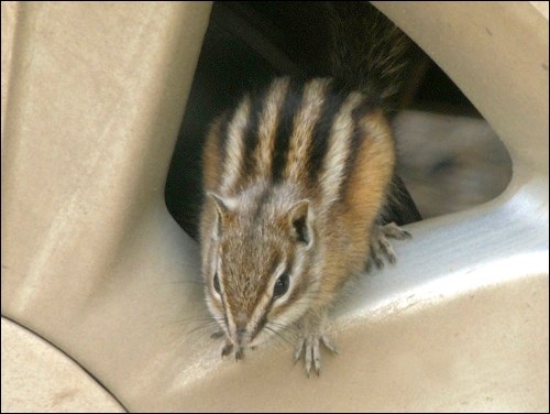 Chipmunk manicure