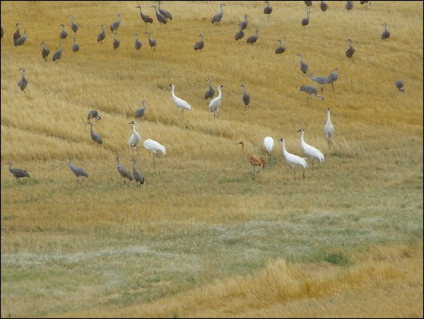 This flock of whooping cranes made a stop at Muskiki Lake near Dana earlier this month. The group included 16 adults and one juvenile.