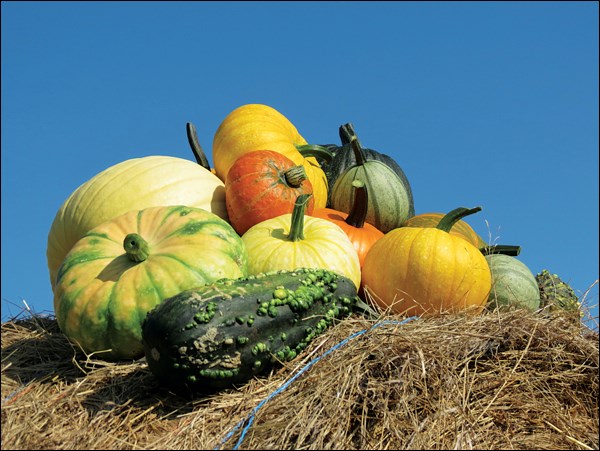 &#8220;Pumpkins and Gourds on a Round Bale&#8221;  Comments: vibrant colours, nice layout.