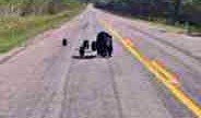 Gary Davisson says he came across this unusual foursome of bear cubs and their mama near Buffalo Narrows recently. The North Battleford Conservation office confirms such a family grouping is extremely rare.