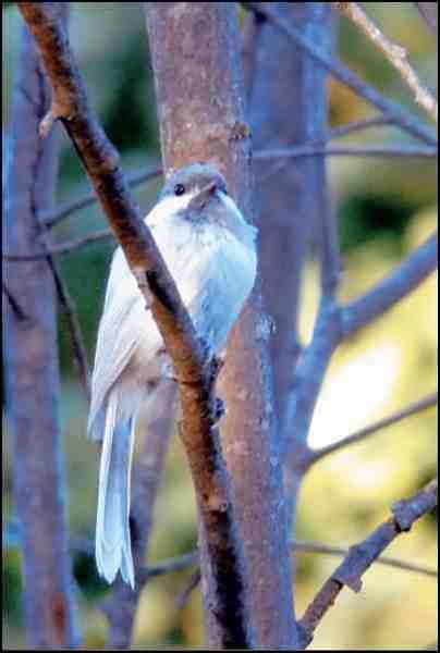 Janet Parkinson snapped this photo of what she describes as a young albino Chickadee. According to the British Trust for Ornithology, the bird is actually leucistic, with the eye colour being the determining feature. Albino birds have pink eyes while the iris pigmentation of leucistic birds remains dark. &#8220;Leucism&#8221; is used as an umbrella term to encompass a number of plumage irregularities. In leucistic birds, affected plumage lacks melanin pigment due to the cells responsible for melanin production being absent. Although leucism is inherited, the extent and positioning of the white colouration can vary between adults and their young, and can also skip generations. The reduction of pigment in leucistic birds causes feathers to weaken and be more prone to wear. In some situations this can hinder flight, which, in addition to leucistic birds usually being more conspicuous, can heighten risk of predation. There is also evidence that leucistic birds might, on occasion, not be recognized or accepted by a potential mate.
