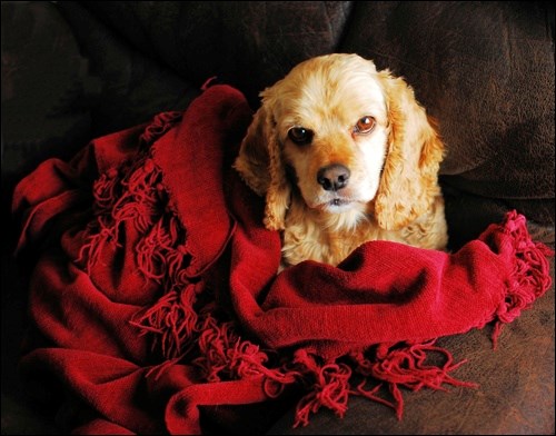 Visitors to the Battlefords Photo Club Spring Show voted on their favourite photo displayed in the Territorial Mall. The photographer who won the People's Choice' award for his photograph entitled Puppy Love is Chris Wolfe.