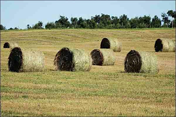 Beautiful bales