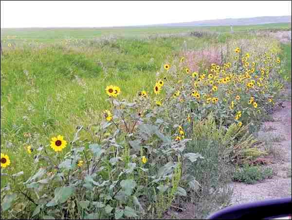 Browneyed Susans adorn a Saskatchewan back road, waving their golden faces to all who pass by.