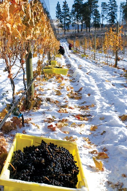 Icewine Harvest