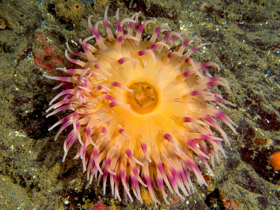 anenome