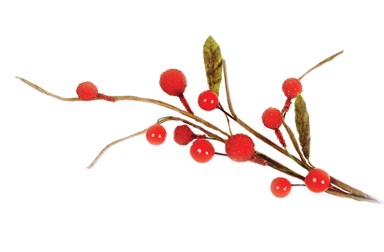 Branch
