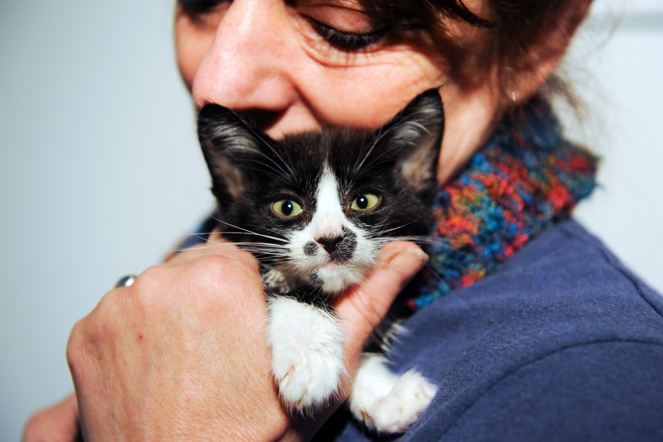 VOKRA president Karen Duncan with one of the rescued kittens the organization is fostering. The organization recommends adopting kittens in pairs, rather than a single. “You usually see a pair in a litter that hang out together, it’s a social thing,” said Duncan. “What do they do for eight hours a day when you’re at work – get into trouble! Do encourage people to get two.” Photograph by: Rebecca Blissett