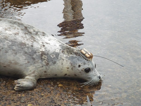 seal