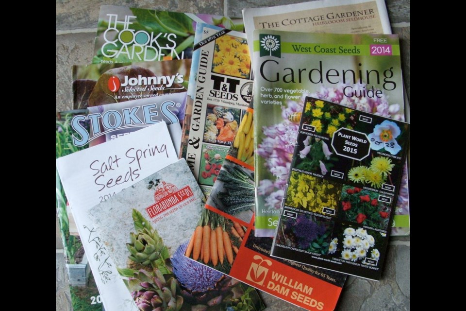 The new catalogues begin arriving in autumn, to fuel dreams of the best garden ever in the coming year.