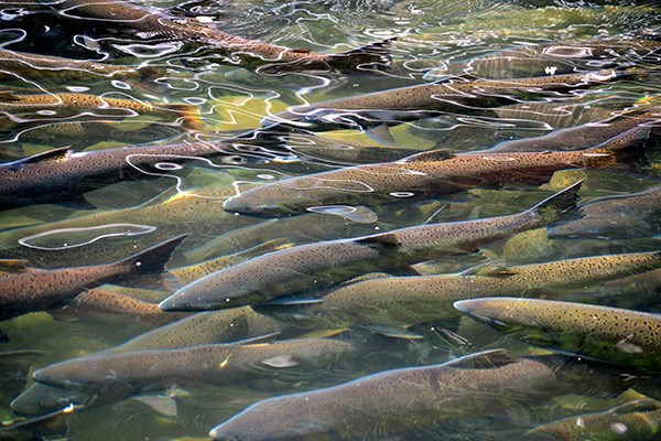 Salmon