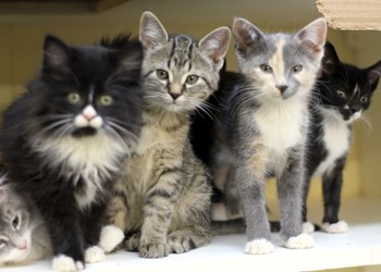 The SPCA is filled with kittens, and they all have one thing in common, they need a loving, responsible home. Whether male or female, and in any color you can imagine, there&#8217;s a kitten that will fit right in with your family. To learn more come visit the SPCA or call 306-783-4080.