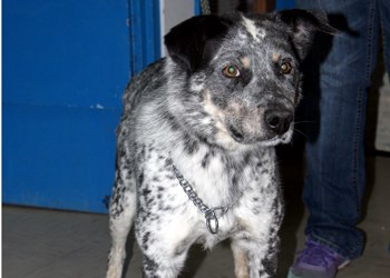 Hi there, I&#8217;m Gaz, I&#8217;m a three year old male Heeler Cross. I&#8217;m quiet and gentle, and will be a loyal friend through thick and thin. I know that there&#8217;s a loving, responsible home out there that would be the perfect fit for me, and we would be the best of friends for life. To learn more come visit the SPCA or call 306-783-4080.