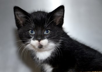 Hi there, I&#8217;m Sage, and I&#8217;m eight weeks old. I&#8217;m one of the many kittens here at the SPCA, and we&#8217;re all looking for a loving, responsible home. Whether you&#8217;re looking for someone young like me or one of the grown up cats, I know one of us will be the perfect fit for your family. To learn more come see us or call 306-783-4080.