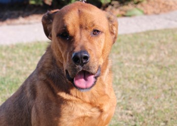 Hi there, my name&#8217;s Zeus. I&#8217;m a three year old, neutered male Mastiff Rottweiler cross. I get along great with cats, and people too! I know I&#8217;d be a great addition to a loving, responsible home. To learn more come visit the SPCA or call 306-783-4080.