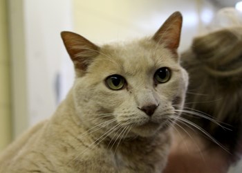 Hey there, my name&#8217;s Dodge. I&#8217;m an eight year old neutered male cat. I can get along with everyone, even dogs, so you know I can get along with your family. If you have a loving, responsible home, make sure you come down an meet me, I bet you&#8217;ll want to take me home. To learn more come visit the SPCA or call 306-783-4080.