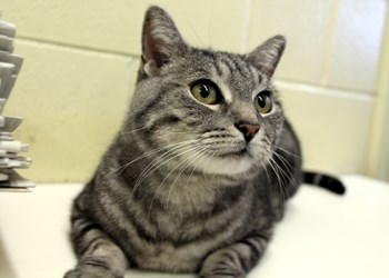 Hi there, I&#8217;m Riggs. I&#8217;m an 11 year old neutered male cat, and I&#8217;m looking for a new, loving and responsible family. I would definitely prefer a quiet home, but I know that if I find the right one you&#8217;ll be glad to have me. To learn more come visit the SPCA or call 306-783-4080.