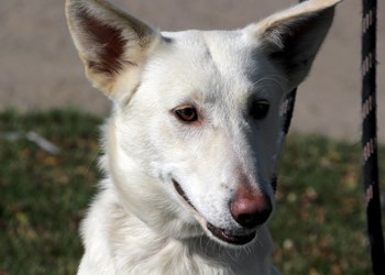 Hey there, my name&#8217;s Cici, I&#8217;m a shepherd cross. I get along great with the whole family, from kids to adults, and I know I&#8217;d get along great with your loving, responsible family. So if you would like me to be a big part of it, come visit the SPCA or call 306-783-4080.