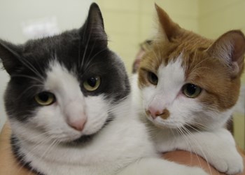 Hey there, we&#8217;re Bunny and Max. Bunny is a spayed female, and Max is a neutered male. We&#8217;re both five years old and we&#8217;re looking for a loving, responsible home. If that sounds like your home, make sure you come down and meet us at the SPCA, or call 306-783-4080 for more information.