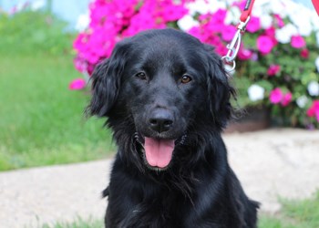 Hey there, my name&#8217;s Fred. I&#8217;m a two year old Retriever cross, and I&#8217;m really excited about becoming part of a new family. If you&#8217;ve got a loving, responsible home, it could be your family! To learn more come visit the SPCA or call 306-783-4080.