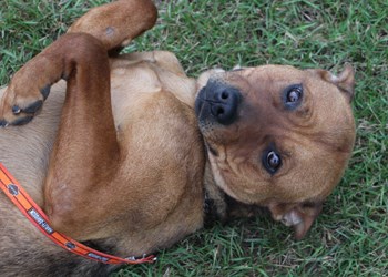 Hi there, my name&#8217;s Decan. I&#8217;m a one and a half year old neutered male mastiff cross. I get along great with other dogs and kids, but what I really love more than anything else is belly rubs. I&#8217;m looking for a loving, responsible home, and I know someone out there would love to have me become a part of their family. To learn more come visit the SPCA or call 306-783-4080.