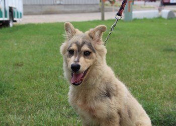 Hey there, my name&#8217;s Bailey, I&#8217;m a six month old male Husky cross. I&#8217;m looking for a loving, responsible family and I know there&#8217;s someone out there who would be a great match for me. So come by the SPCA or call 306-783-4080 to learn more.